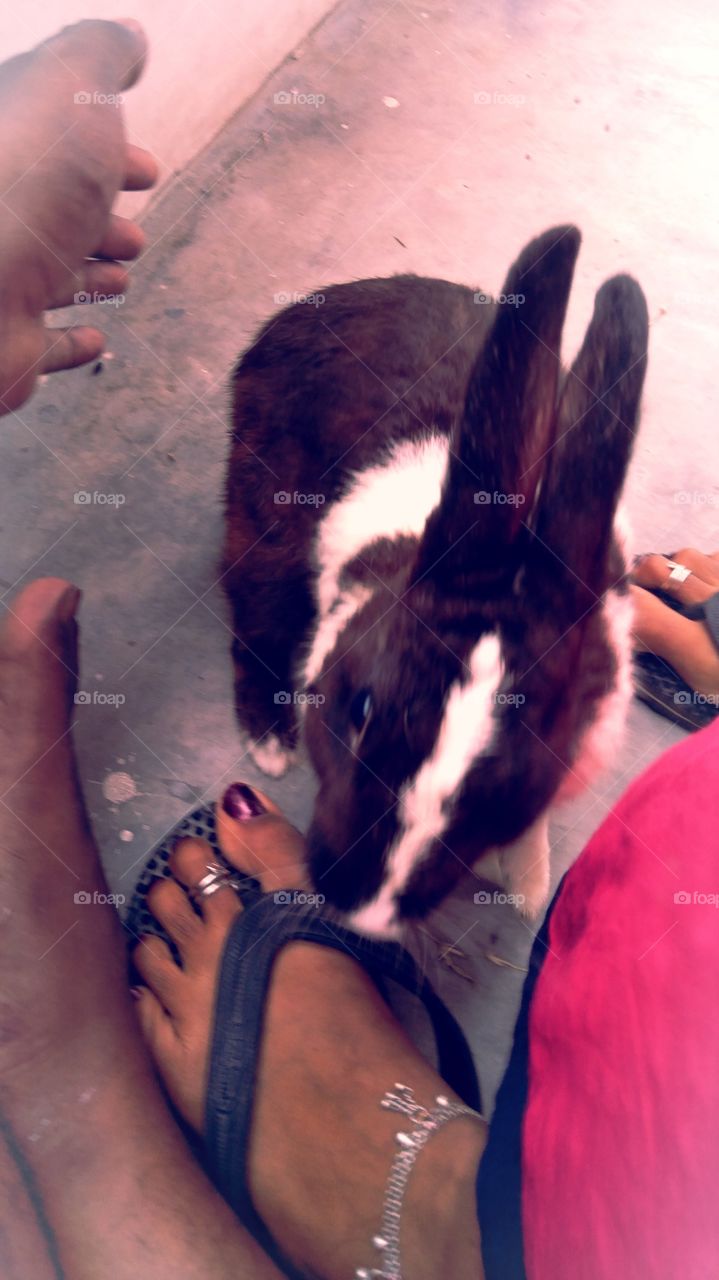 Gugu Gunda Name Rabbit Uttar Pradesh India