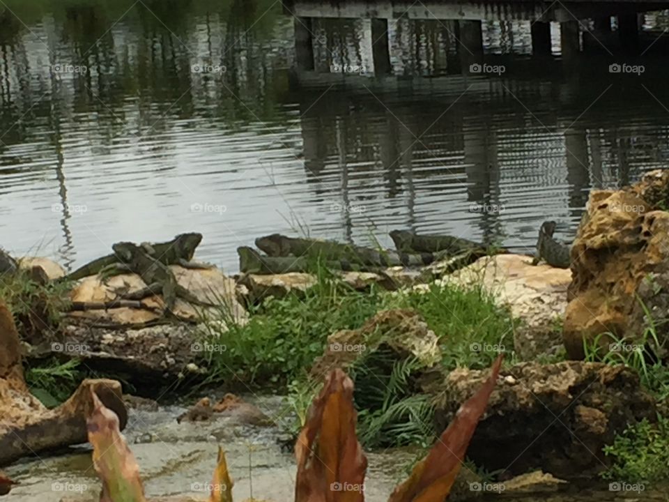 Iguana, Ft. Lauderdale, Florida 