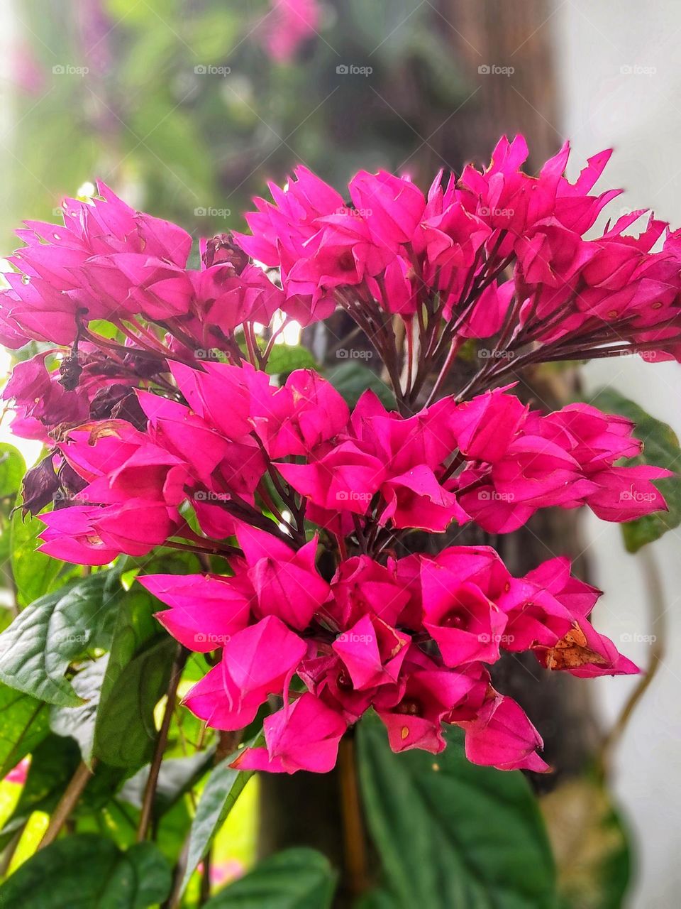 bunch of hot pink flowers.