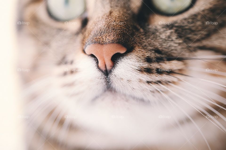 Macro cat nose