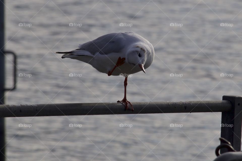 Seagull Scratching Head