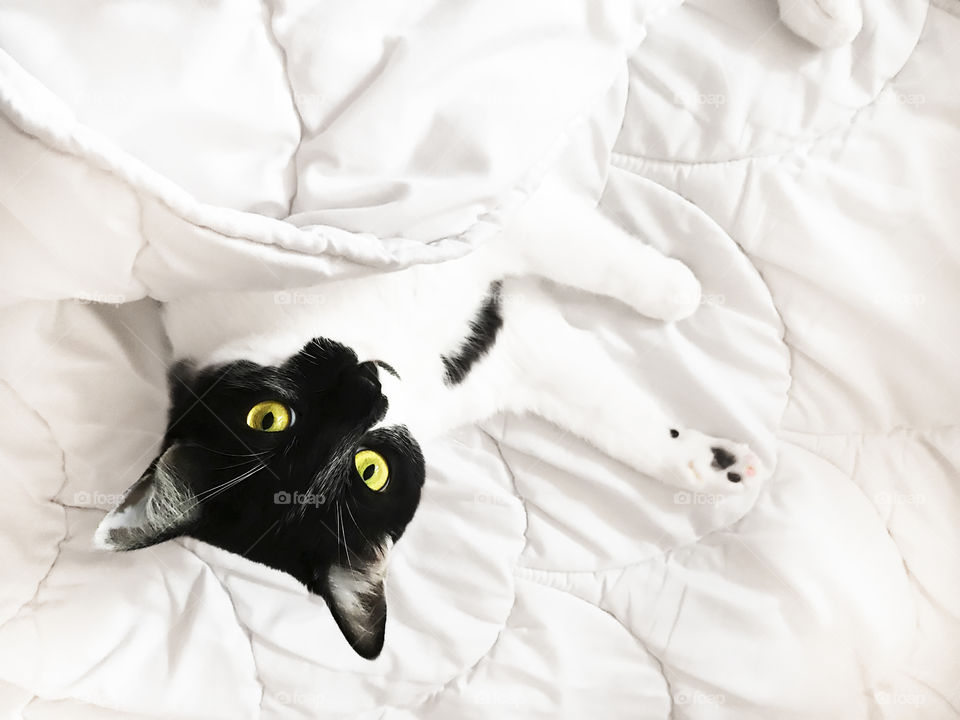 Cute cat with yellow eyes in white bed 