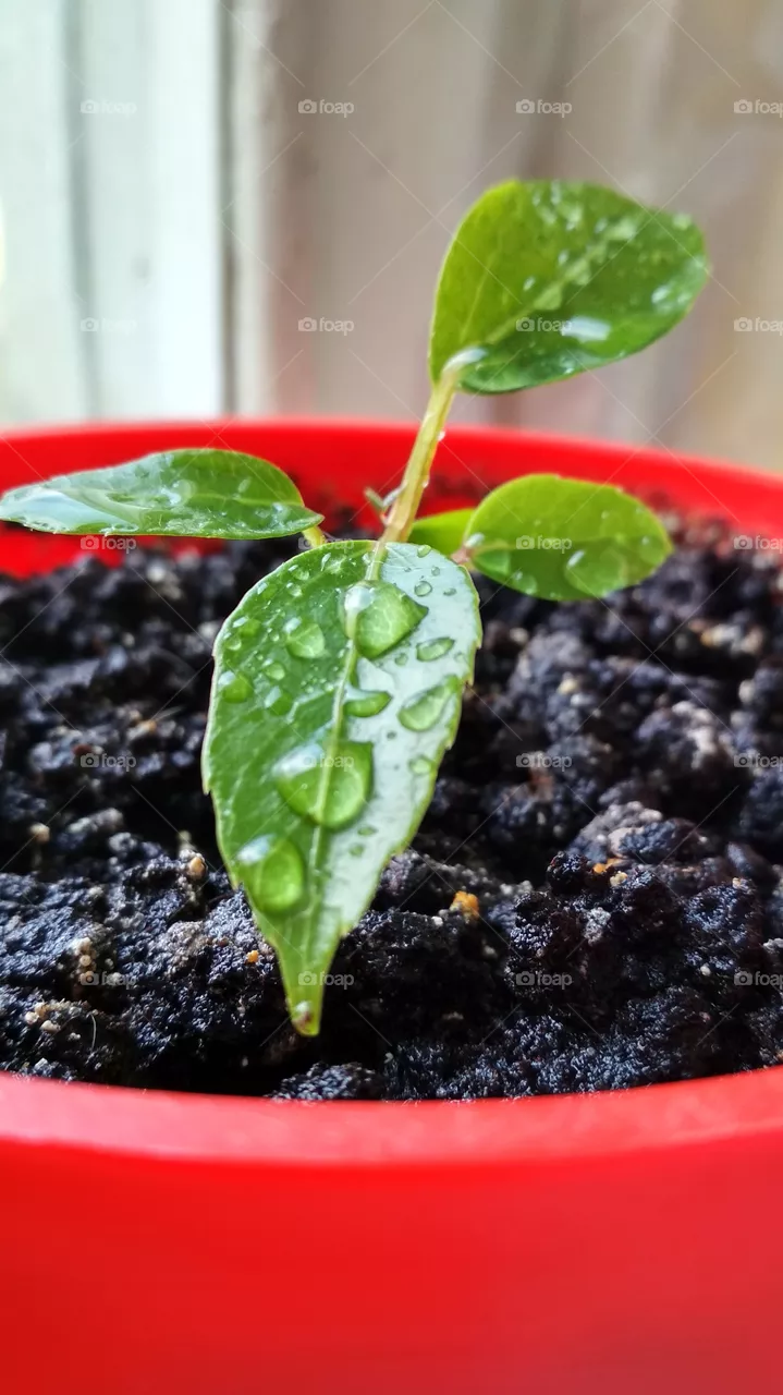 New life