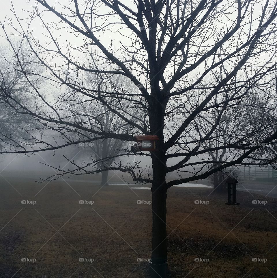 Foggy Bird Feeders