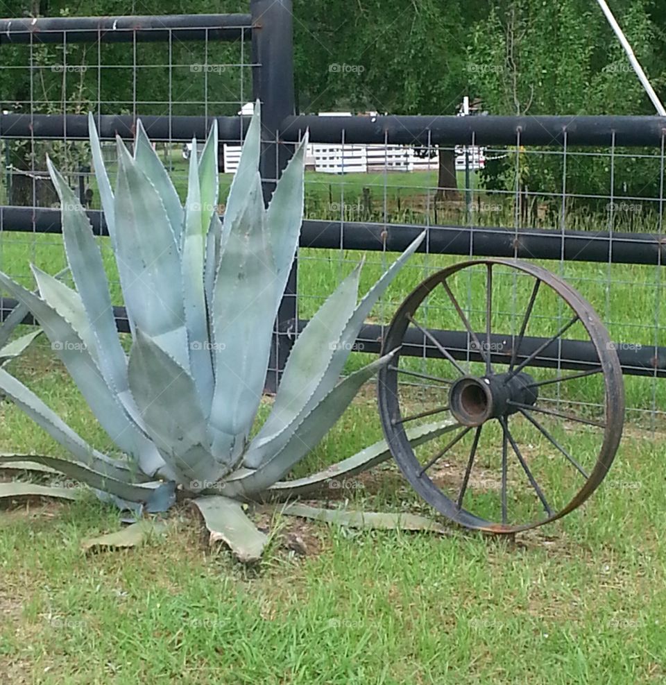Cactus and Wheel