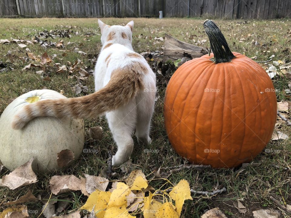 Cat and pumpkin