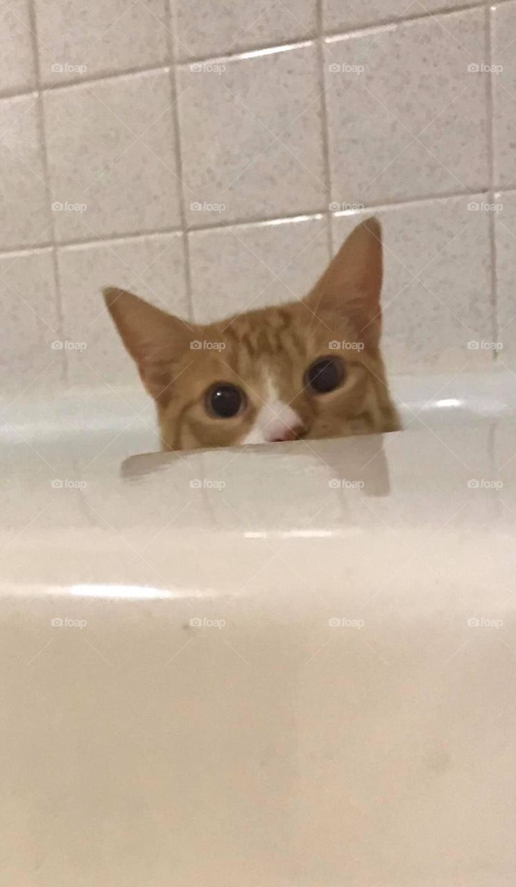 Take A Splash With Orion The Cat