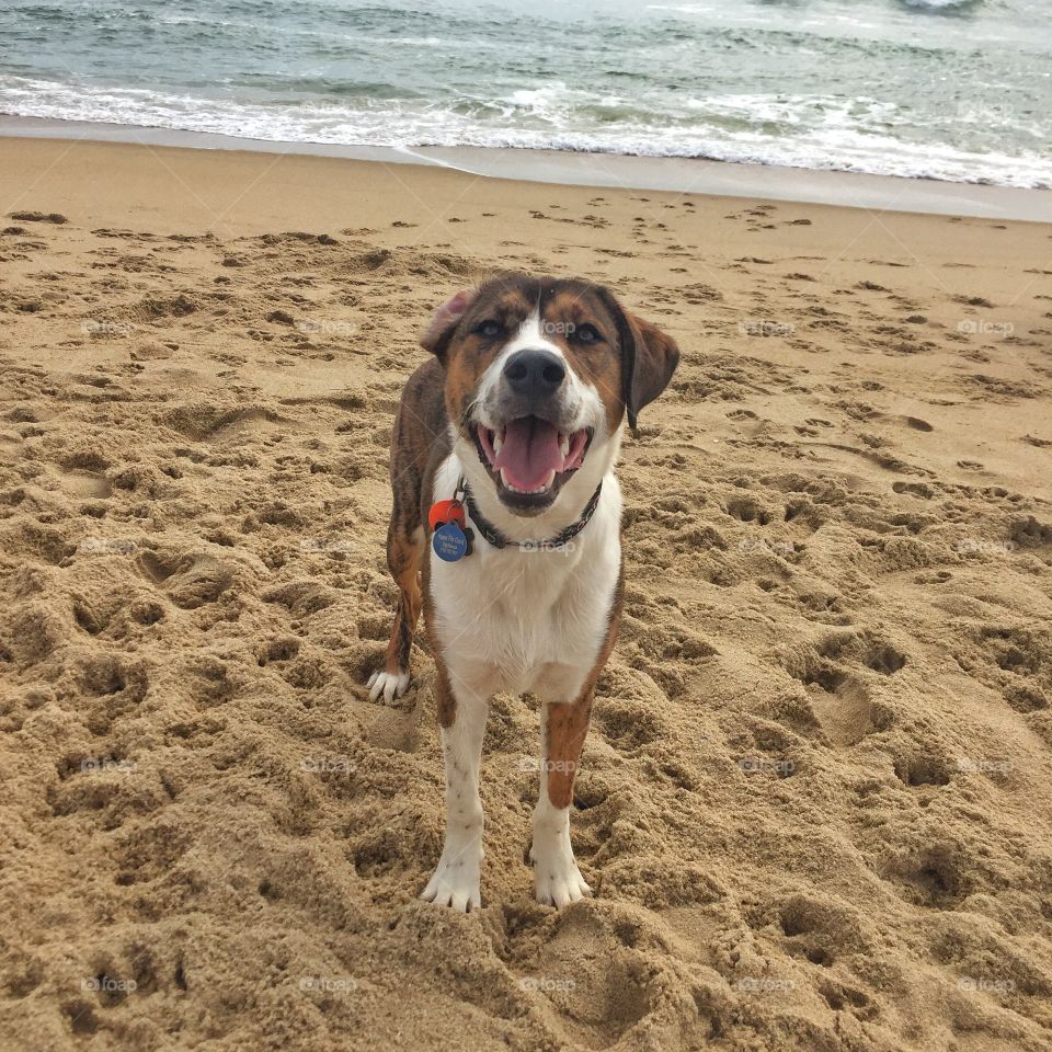 Happy Beach Dog