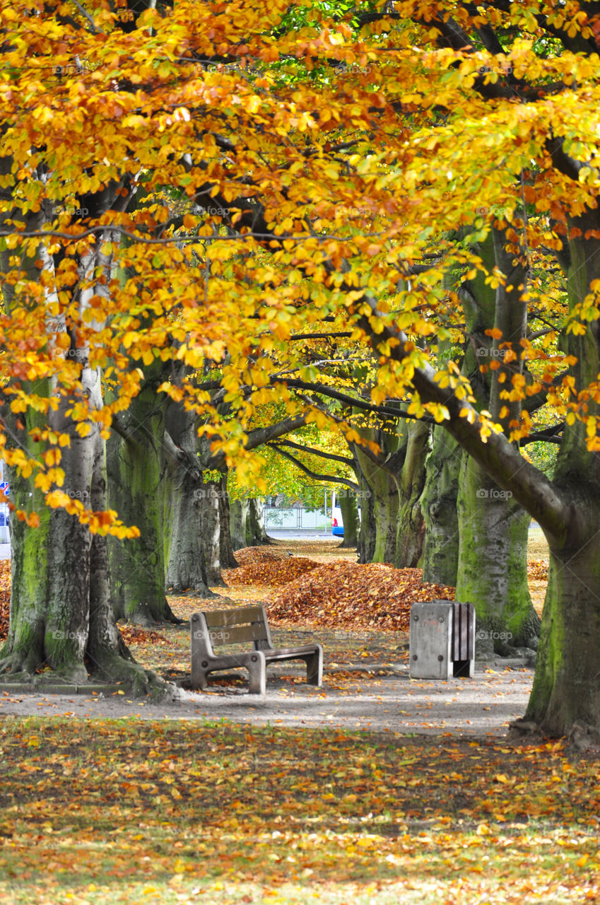 Autumn park 