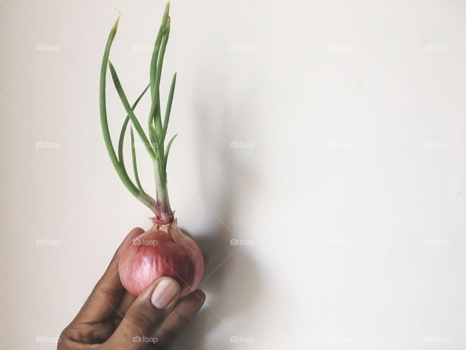 A person hand holding onion