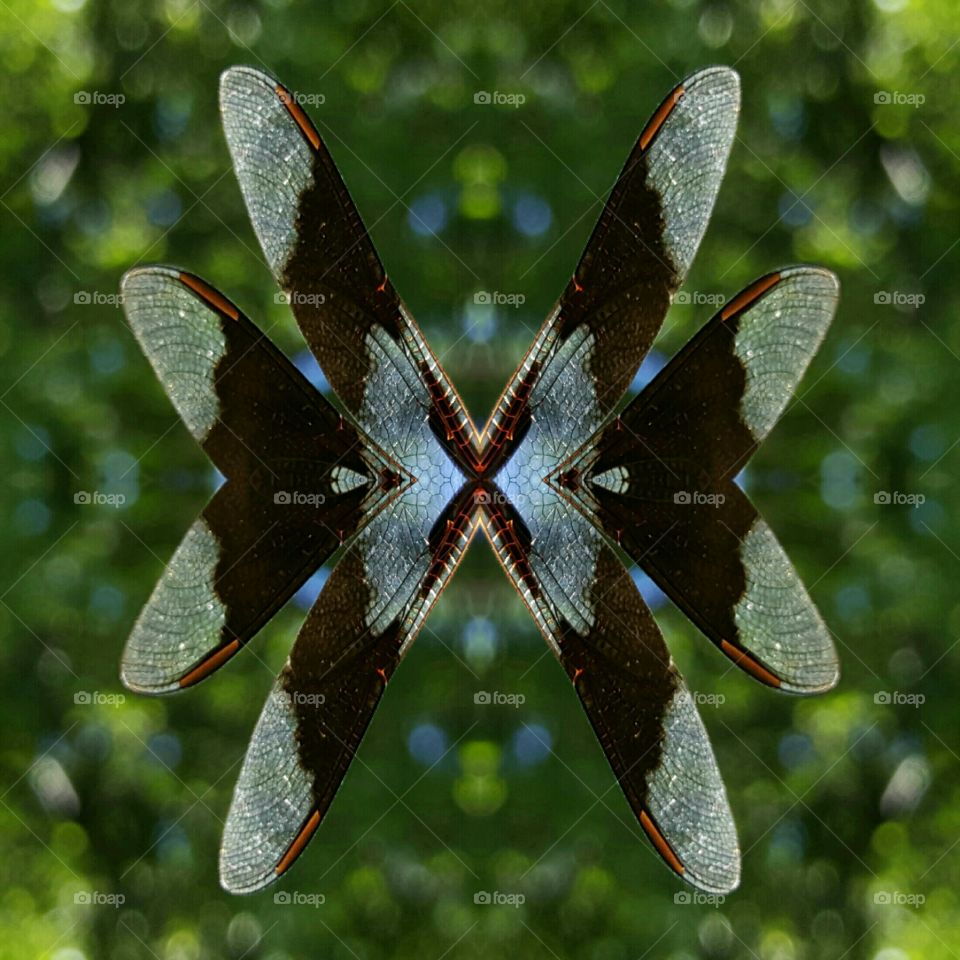photo creation dragonfly