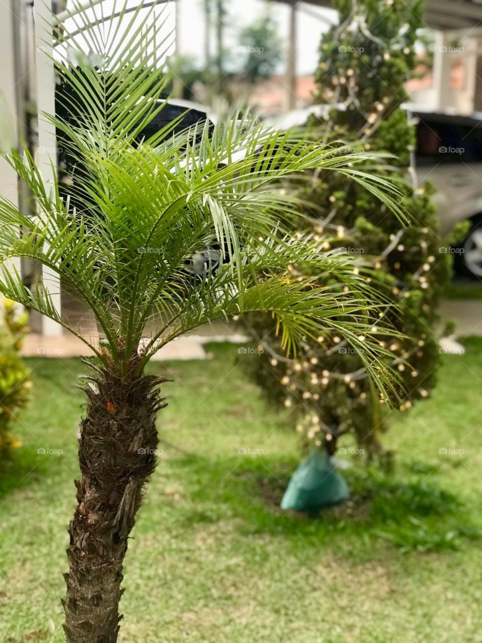 Plants in São Carlos in Brasil 