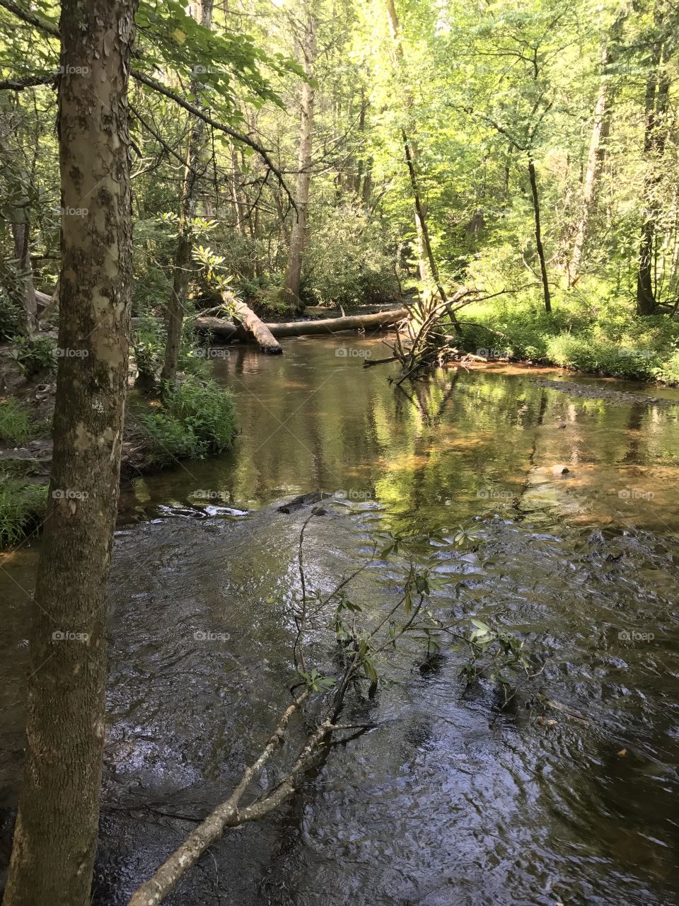 Water, River, Wood, Nature, Stream