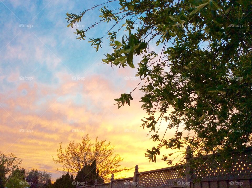 Trees and wall against dramatic sky