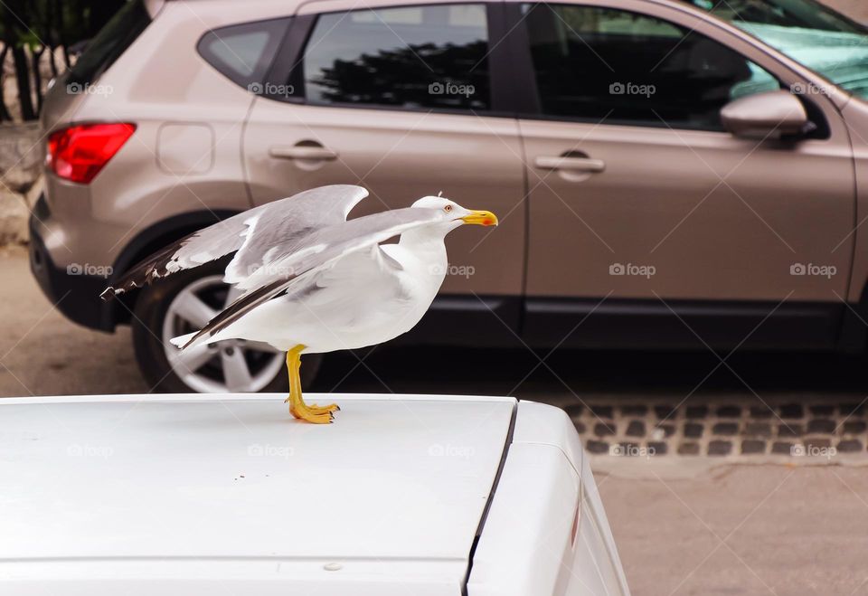 Seagull on a car roof ready for flying