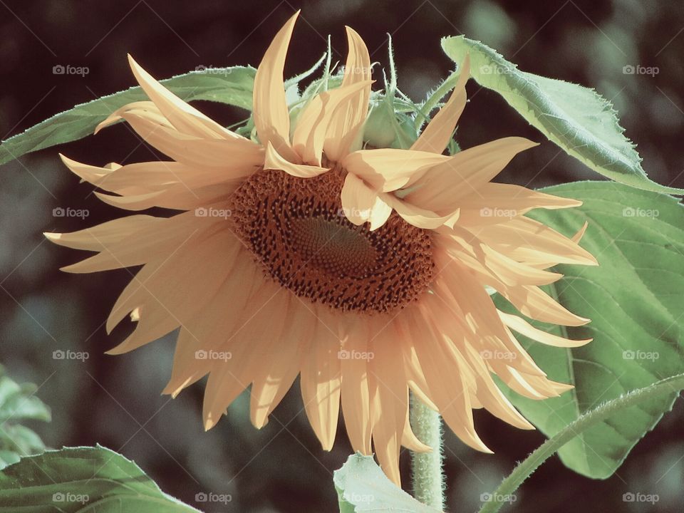 flowers. sunflower.