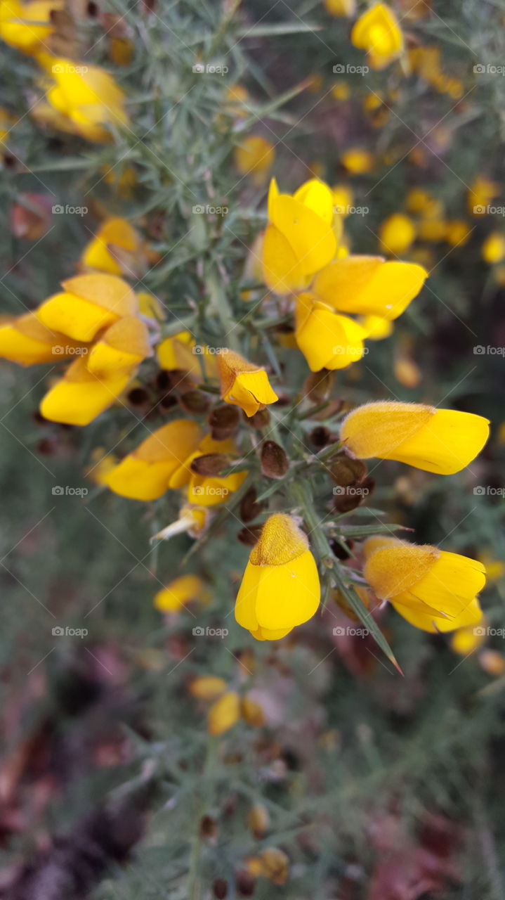 moorlands plants