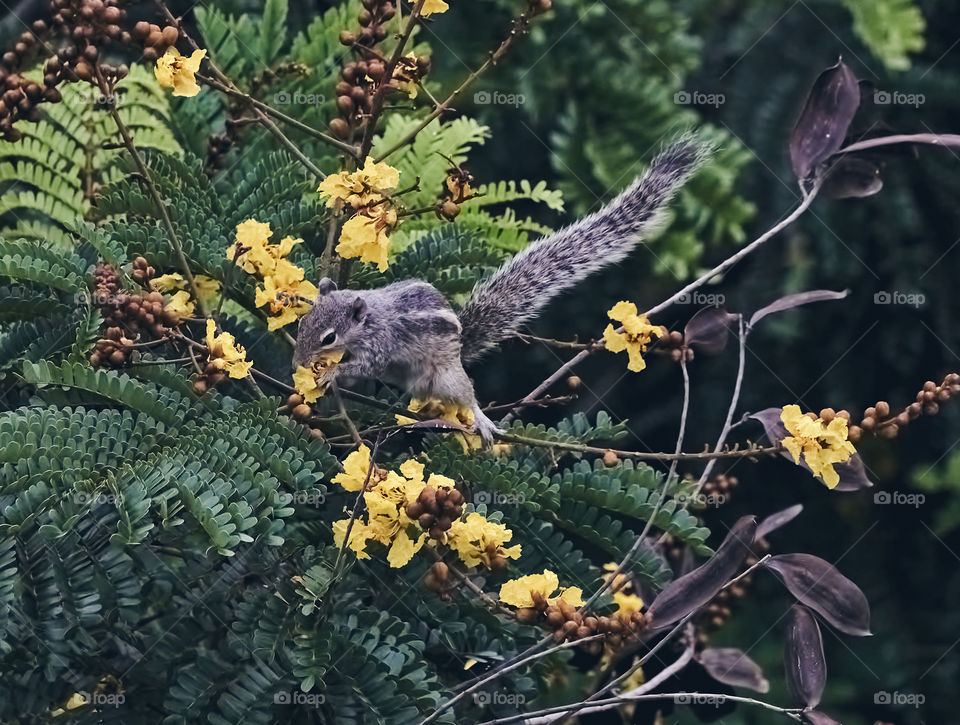 Animal photography - Indian Squirrel - Behaviour pattern