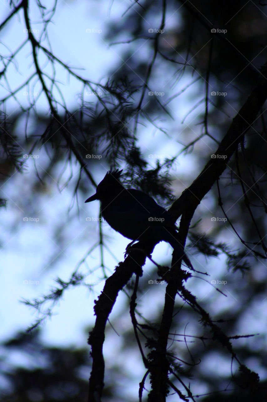 nature tree bird pine by jbivens