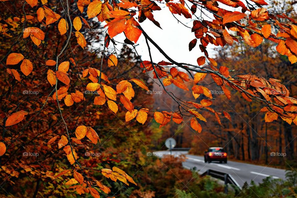 View of tree branch in autumn