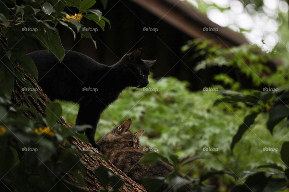 桂花树上的猫