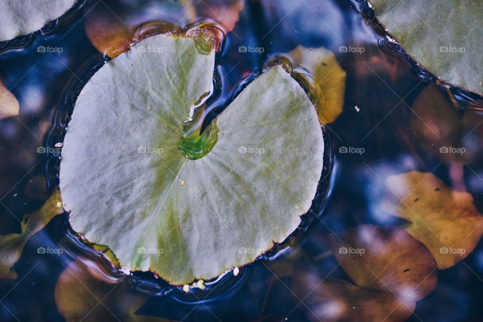 Lily Pad 