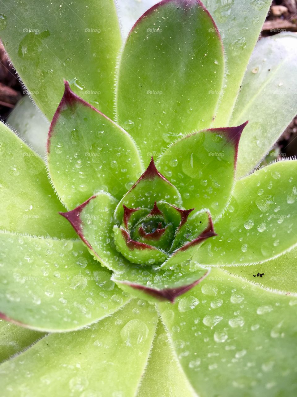 Raindrops on my hens and chicks