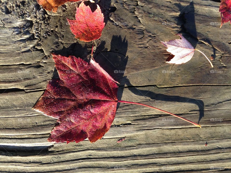 Maple leaf detail