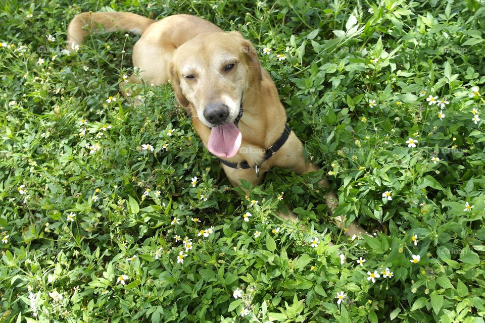Noble dog Strider enjoying the summer sun 