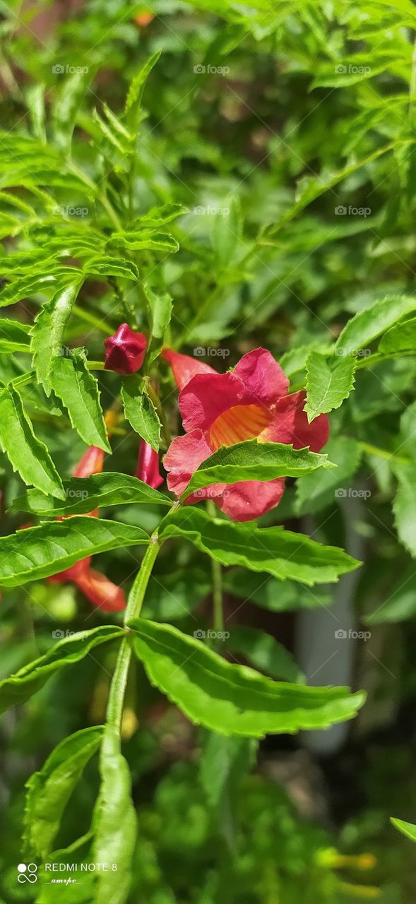 These flowers ward off the gloomy side of me... It's always a great thing to roam outside and click pictures under the summer sun.