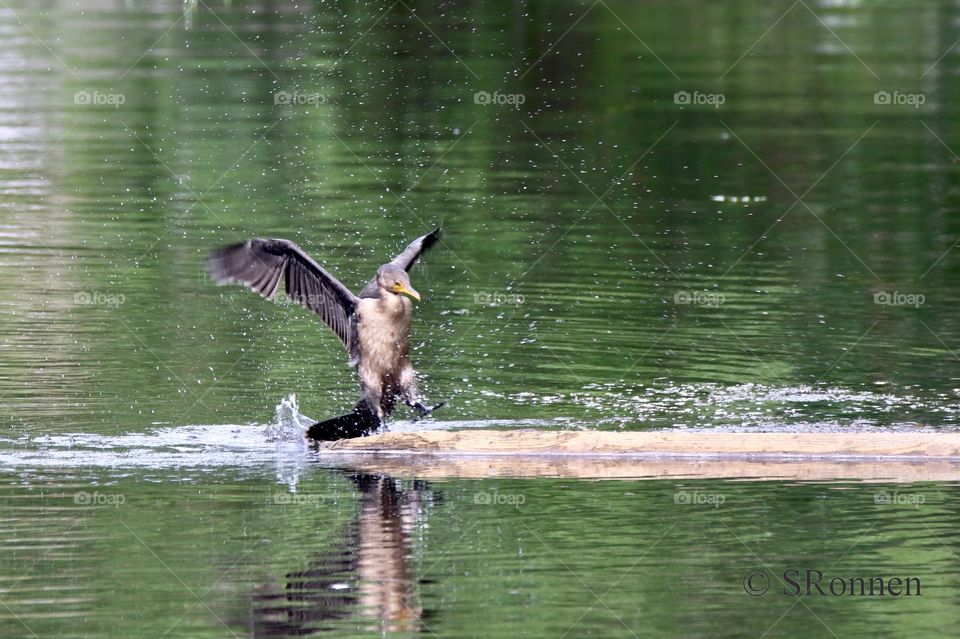 A Cormorant landing on a narrow strip.