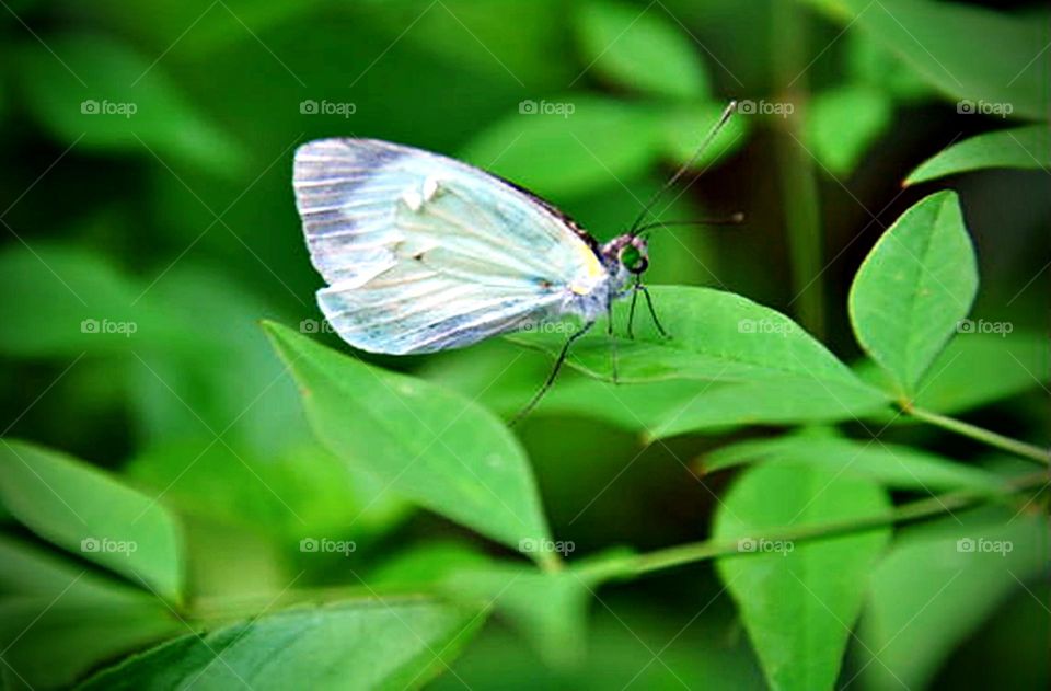 Borboleta branca