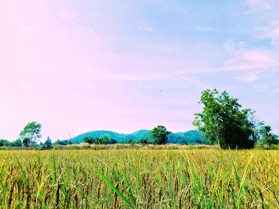 mountains,field,farmland,sky,landscape