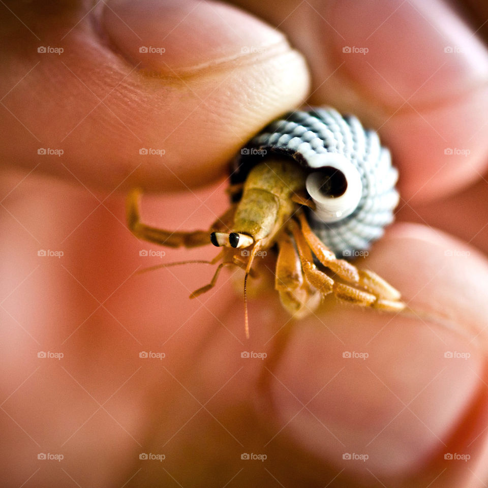 macro shell hermit hermit crab by sklarian