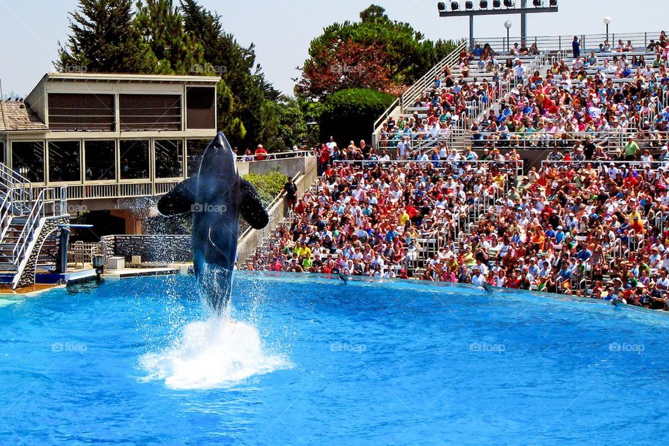 Shamu at sea world