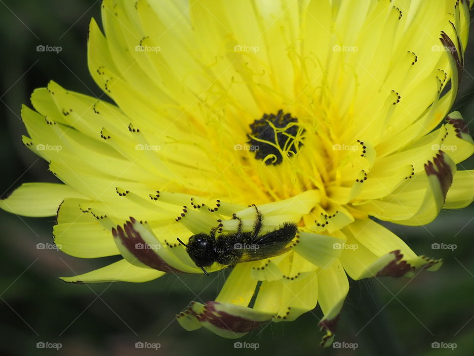 Insect and flower