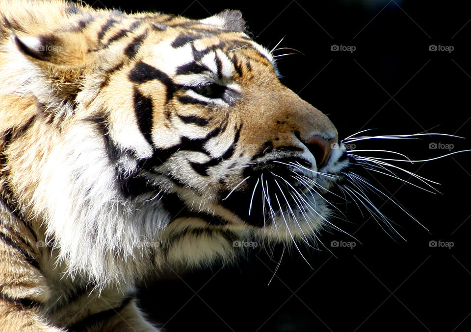 Tiger whiskers 
