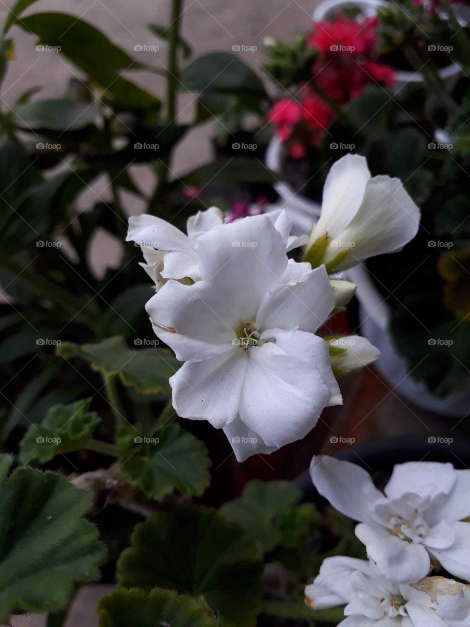 Beautiful primrose in beautiful spring time