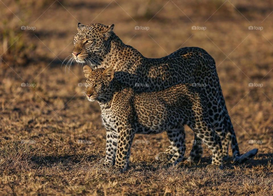 Leopard and cub staring at the sun