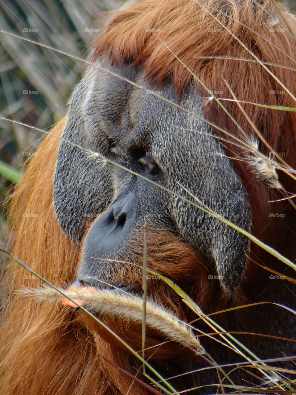 the face of red by kshapley