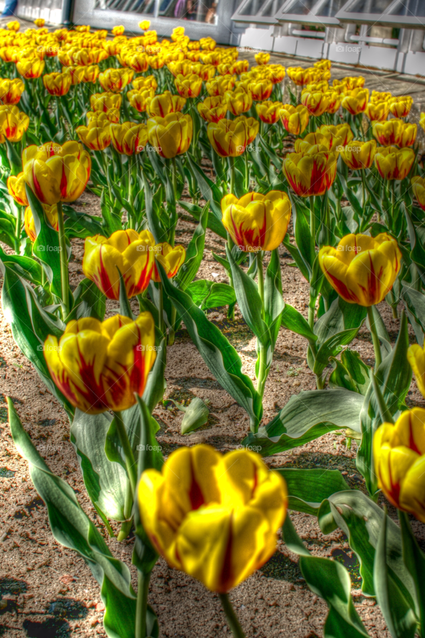 flower tulip alnwick gardens by samueldibb