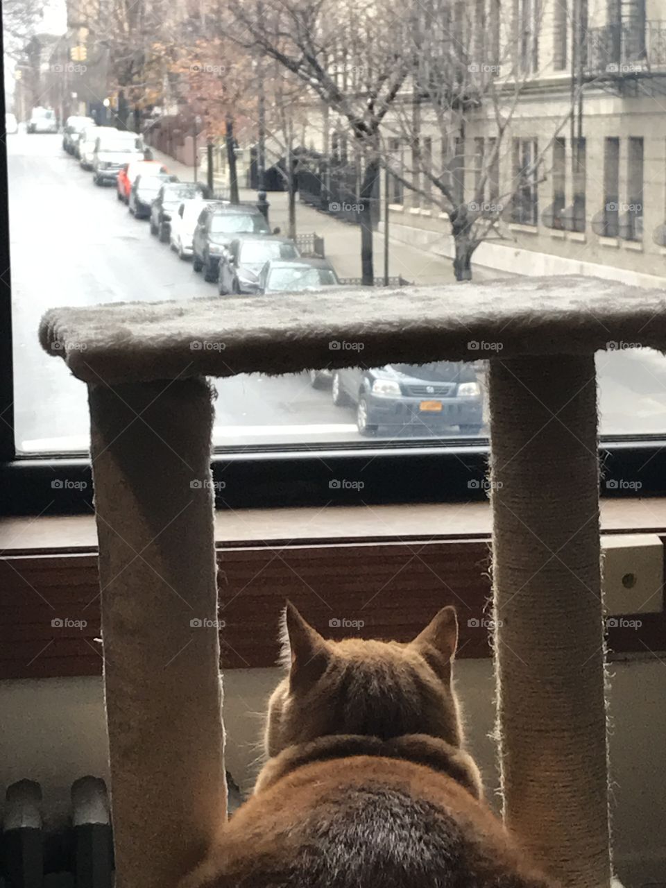 Cat on window 