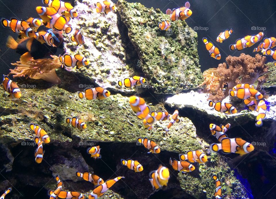 School of Clown Fish in coral reef display