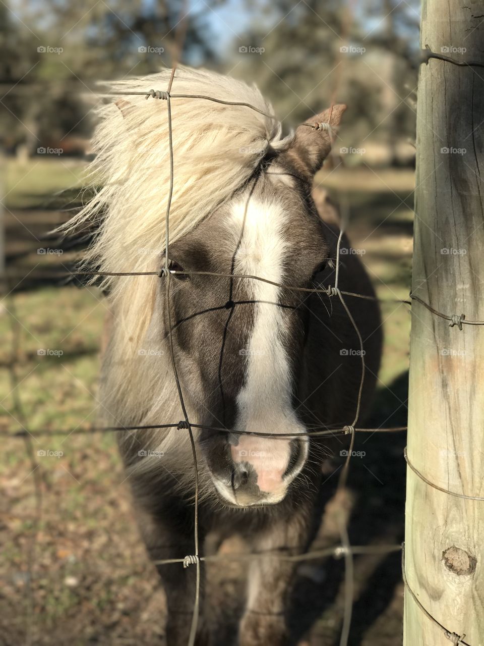 Mini horse on the property of Wimberley Valley Winery taken using portrait mode on iPhone 7+ 