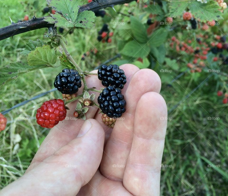 Person hand holding raspberry