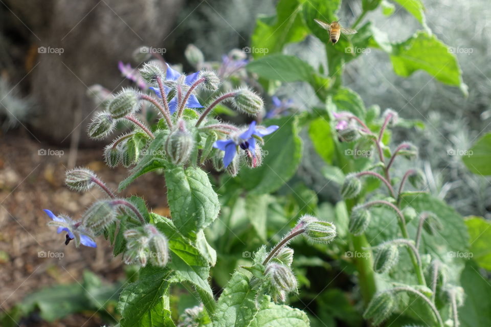 Flowers called Borage with a bee in the garden.