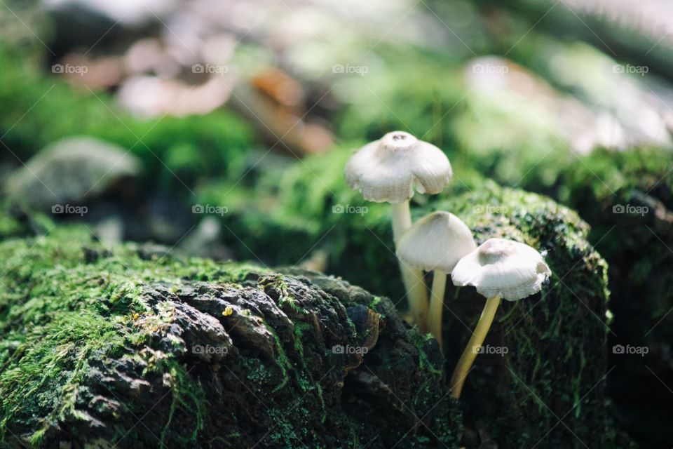 Threesome of wild mushrooms 