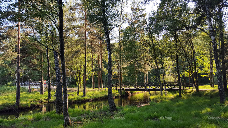 Hiking trail in lush forest, bridge over creek 