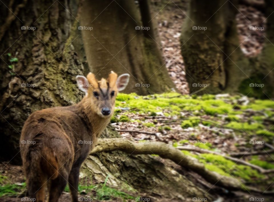 Muntjac Deer