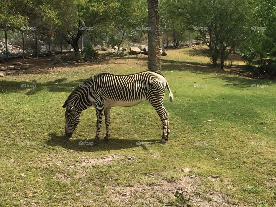 Zebra 
